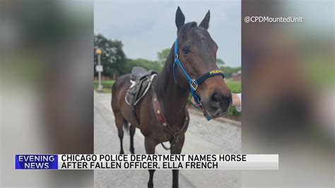 CPD horse named after fallen officer Ella French